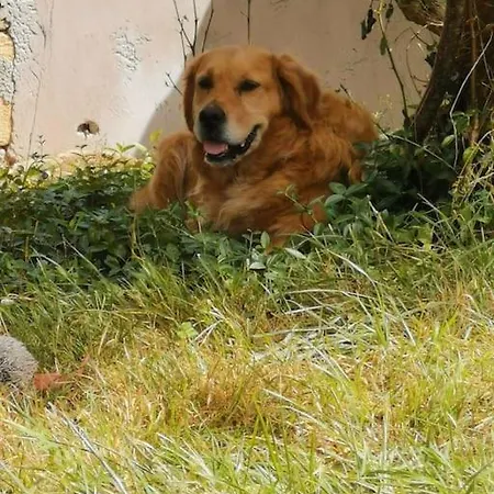 Au Domaine Des Charmes * Castelviel