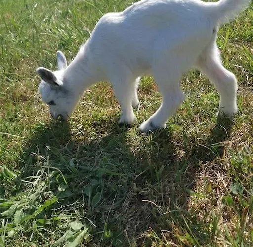 Au Domaine Des Charmes *