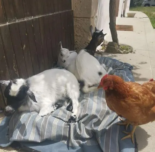 Vakantiehuis Au Domaine Des Charmes